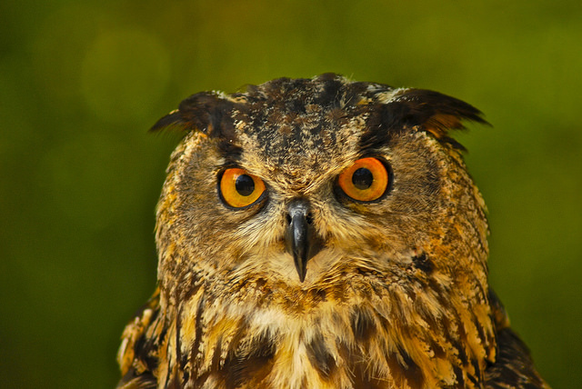 Manipuler un hibou